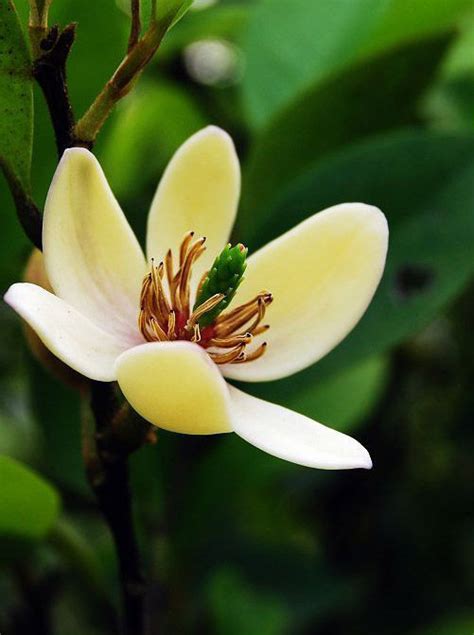 含笑花生長速度|含笑花(香蕉花):形態特徵,生長環境,分布範圍,繁殖方法,。